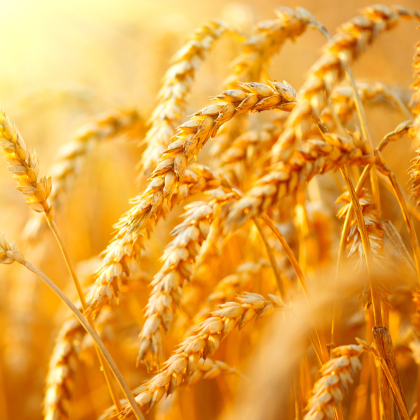 Quis ipsum suspendisse ultrices gravida. Risus commodo viverra maecenas accumsant